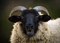 Portrait Of Norfolk Horn Sheep Royalty Free Stock Photo