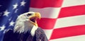 Portrait of a North American Bald Eagle Haliaeetus leucocephalus in the background USA flag. Royalty Free Stock Photo