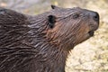 Portrait of North American Beaver