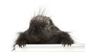 Portrait of North American Porcupine, Erethizon dorsatum