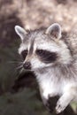 Racoon Portrait Royalty Free Stock Photo