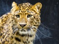 Portrait of a North Chinese leopard or panther
