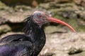 Portrait of northern bald ibis with blurred stone in background