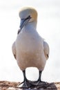 Portrait of a Northern Gannet in backlighting - Morus bassanus Royalty Free Stock Photo