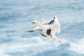 A portrait of a gannet in flight