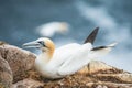 A portrait of a gannet nesting.