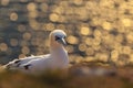 Portrait of a Northern Gannet at sundown - Morus bassanus Royalty Free Stock Photo