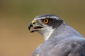 Portrait northern goshawk