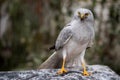 Portrait of a northern harrier Circus Cyaneus