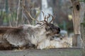 Portrait of northern neindeer (Rangifer tarandus) with massive antlers on rainy winter day Royalty Free Stock Photo