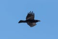 Portrait northern raven Corvus corax in flight, blue sky