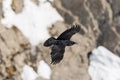 Portrait of northern raven Corvus corax in flight with rocky b