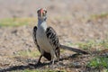 portrait of northern red billed hornbill standing alert on the ground in the wild buffalo springs national reserve, kenya Royalty Free Stock Photo