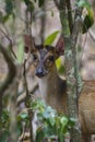 Northern Red Muntjac - Muntiacus vaginalis, Wilpattu National Park, Sri Lanka