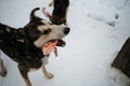 Portrait of northern sled dog. Mestizo and mix of several breeds. Gray white large long legged male Alaskan husky stands in aviary