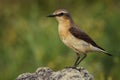 Portrait of the northern wheatear Oenanthe oenanthe Royalty Free Stock Photo