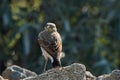 Portrait of a Northern wheatear, Oenanthe oenanthe, sitting on a stone with its head twisted backwards