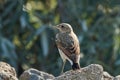 Portrait of a Northern wheatear, Oenanthe oenanthe, sitting on a stone with its head twisted backwards