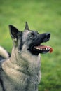 Portrait of Norwegian Elkhound Dog