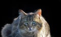 Portrait of a Norwegian forest cat