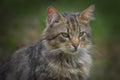 Portrait of a Norwegian forest cat Royalty Free Stock Photo