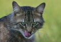 Portrait of a Norwegian forest cat