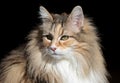 A portrait of a norwegian forest cat on a sunny day Royalty Free Stock Photo