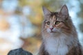 A portrait of a norwegian forest cat tortoiseshell Royalty Free Stock Photo