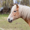 Portrait of a Norwegian horse Royalty Free Stock Photo