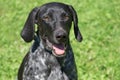 Portrait of norwegian sports mestizo. Cross-breed pointer, kurzhaar and greyhound. Sled dog Royalty Free Stock Photo