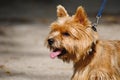 Portrait of Norwich terrier