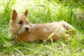 The portrait of Norwich Terrier in a garden