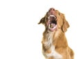 Portrait of a Nova Scotia Duck Tolling Retriever catching a candy with mouth wide open on a white background Royalty Free Stock Photo