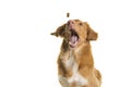 Portrait of a Nova Scotia Duck Tolling Retriever catching a coockie with mouth wide open on a white background Royalty Free Stock Photo