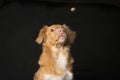 Portrait of a Nova Scotia Duck Tolling Retriever looking at a treat thrown at him on a black background Royalty Free Stock Photo