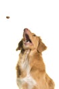 Portrait of a Nova Scotia Duck Tolling Retriever trying to catch a candy with mouth wide open Royalty Free Stock Photo