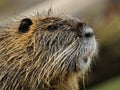 Portrait of a Nutria Royalty Free Stock Photo