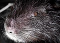Portrait of a nutria on a farm Royalty Free Stock Photo