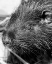 Portrait of a nutria on a farm Royalty Free Stock Photo