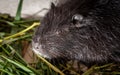 Portrait of a nutria on a farm Royalty Free Stock Photo