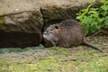 Nutria in the grass in border river Royalty Free Stock Photo