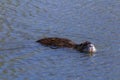 Portrait of nutria swim on pond front view