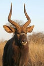 Portrait of a Nyala bull