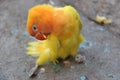 Portrait of Nyasa or lilians lovebird