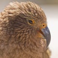 Portrait of NZ alpine parrot Kea, Nestor notabilis