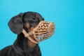 Portrait of obedient dachshund in beige silicone basket muzzle on blue background.