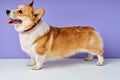 portrait obedient dog breed welsh corgi pembroke smiling with tongue on purple