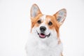 Portrait obedient dog puppy breed welsh corgi pembroke smiling with tongue on a white background
