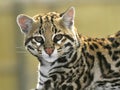 Portrait of Ocelot