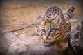 Ocelot Portrait Royalty Free Stock Photo